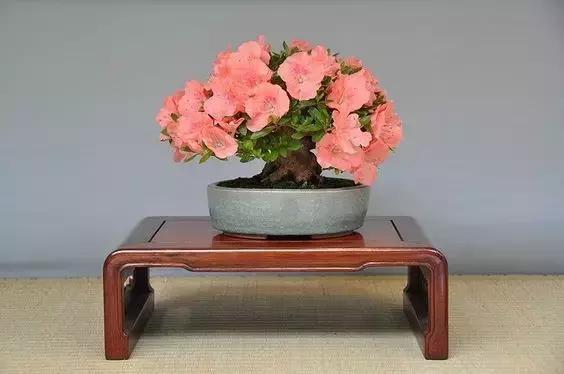 郑州装饰公司推荐您将这5种植物放在家中,如此赛过空气净化器